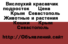 Вислоухий красавчик, подросток . › Цена ­ 1 000 - Крым, Севастополь Животные и растения » Кошки   . Крым,Севастополь